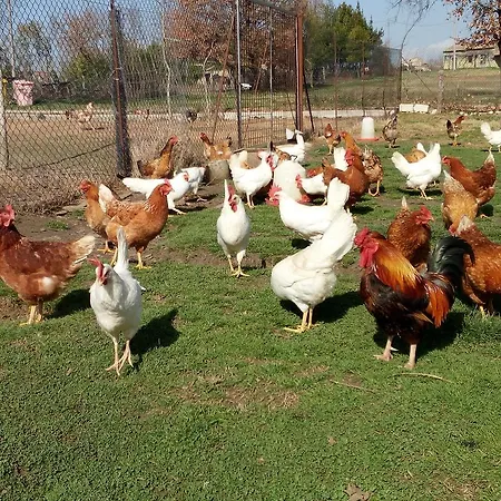 Agriturismo Casale Rosarossa Alloggio per agriturismo